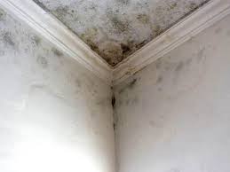 Environmental Consulting for Mold Prevention